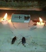 Quick Fart Sound Effect