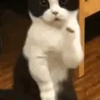 it is friday my dudes