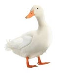 Permission to Laugh Sir