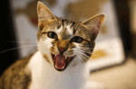 Angry Cat Hissing Sound Effects [Free Audio]