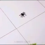 macron-for-sure un peu slow