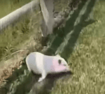 La comptine des cochons