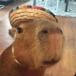 les blanc et les jaune