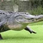 Gator Growl