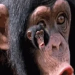 MONO CHIMPANZEE GRITANDO