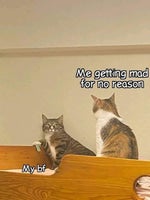 Day N Nite Acapella tgall2tall