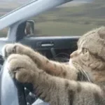 PARA MOTORISTA EU TO COM DOR DE BARRIGA alto