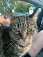 watch this hardwon surefoot - Sound