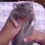 rat dance