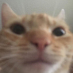 Meow