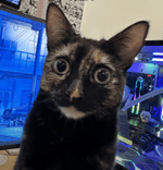 Animatronic Movement Sounds - Sound