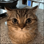 CUS MY NAME IS CORYXKENSHIN!!