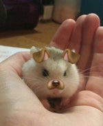 mentally ill princess #roblox #shorts]