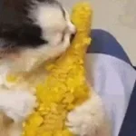 corn on the cob