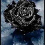 here wth me-hoodtrap