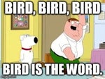 Bird is the word