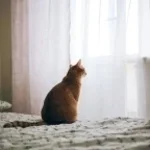 that one cat after you dont feed it