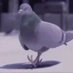 7k pigions