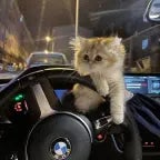 MONTAGEM GREEN RENITCH V1