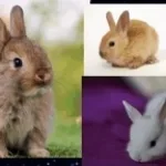 bunny bunny bunny bunny (copy)