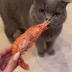 radioactive shrimp from walmart