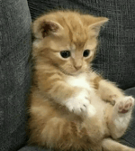 Raze ultimate sound effect