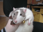 amongus3333