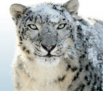 Snow leopard snarl 03