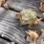 frog laugh