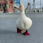 duck song alternate ending