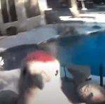 Woodpecker Violently Pecks Camera