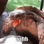 Schildkröte-stöhnt