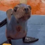 Hit the Sea Lion
