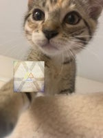 This Side of Paradise - Coyote Theory Pt 3 (Sped up)