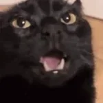 ikke med katten per