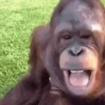 well you stupid monke