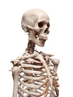 bad to the bone meme