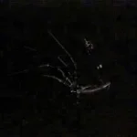 The Prototype Footsteps (copy)