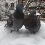 hard working pigeons