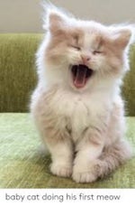 Baby Cat Meow