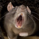 Je t'ai dit que j'avais un discorde