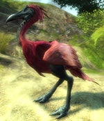 lectell king moa caw caw push through