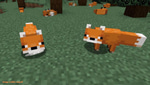 Screech4 - fox