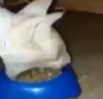 gulp cartoon noise - Sound