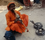 Snake Charmer