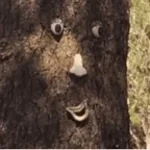 Coming to the tree(phonk)