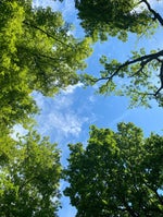 Frying Vegetables Sound Effect