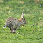 run rabbit
