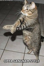 low quality gangnam style