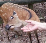 Shikairo Days | Shikonokonokonokokoshitantan | Nokotan | Tiktok